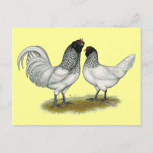 Owl Beard Chickens Postkarte