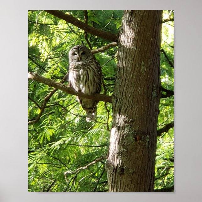 Owl bei Van Dusen Botanischer Garten Vancouver Can Poster (Vorne)