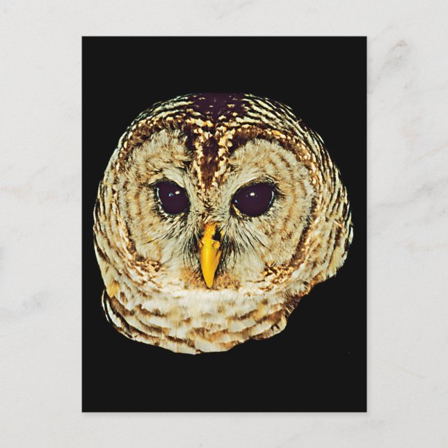 Owl-Bild Postkarte (Vorderseite)
