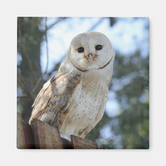 Owl Bird Animal Feathers Nature Peace Liebe Destin Magnet (Vorne)