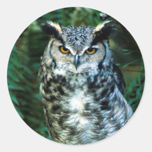 Owl Bird Sticker