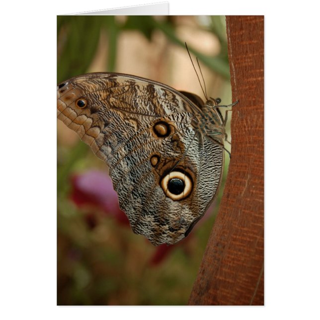 Owl Butterfly (Vorne)
