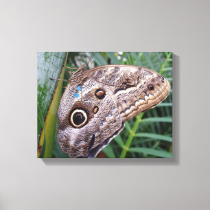 Owl Butterfly Leinwanddruck