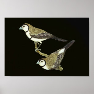 Owl Finch (both forms) - Taeniopygia bichenovii Poster