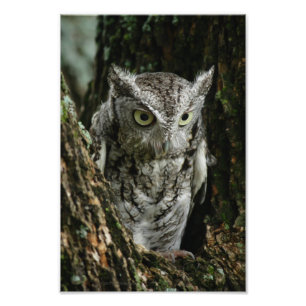 Owl Foto Erweiterung