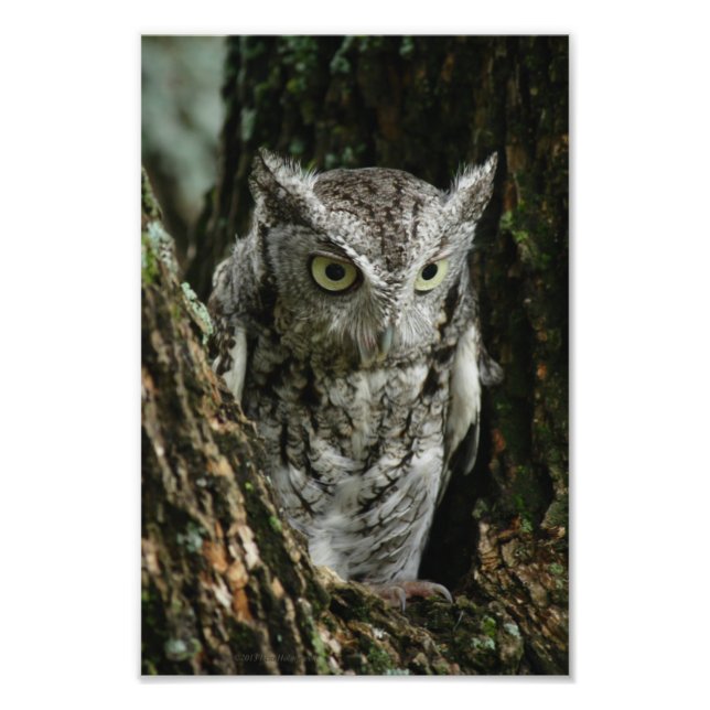 Owl Foto Erweiterung (Vorne)