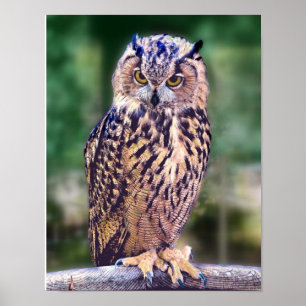 Owl Foto Poster