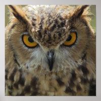 Owl Foto Poster Print