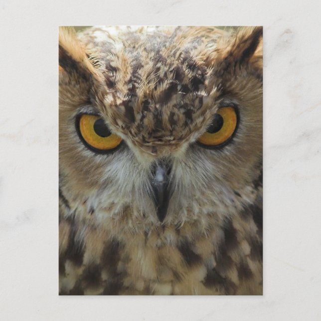 Owl Foto Postkarte (Vorderseite)