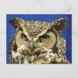 OWL - Great Horned Owl Face Foto Postkarte