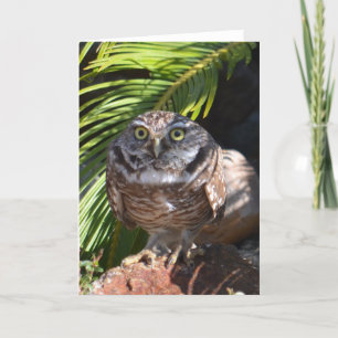Owl greeting card - blank karte