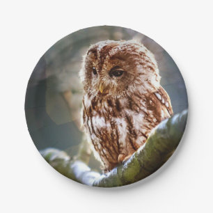 Owl Hoo Pappteller