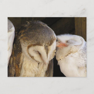 Owl Kisses! Postkarte