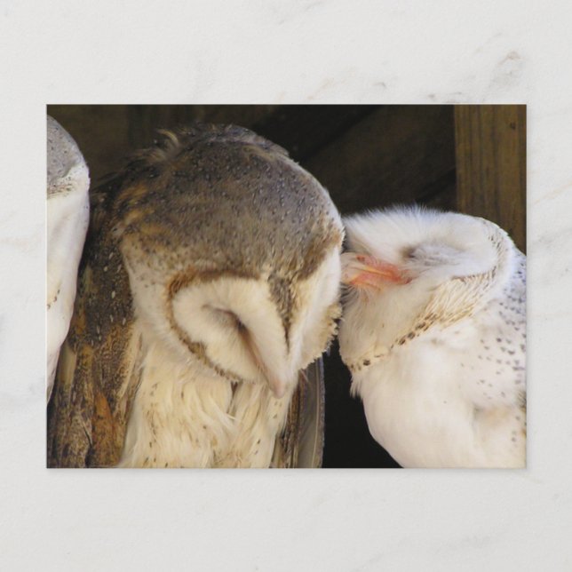Owl Kisses! Postkarte (Vorderseite)