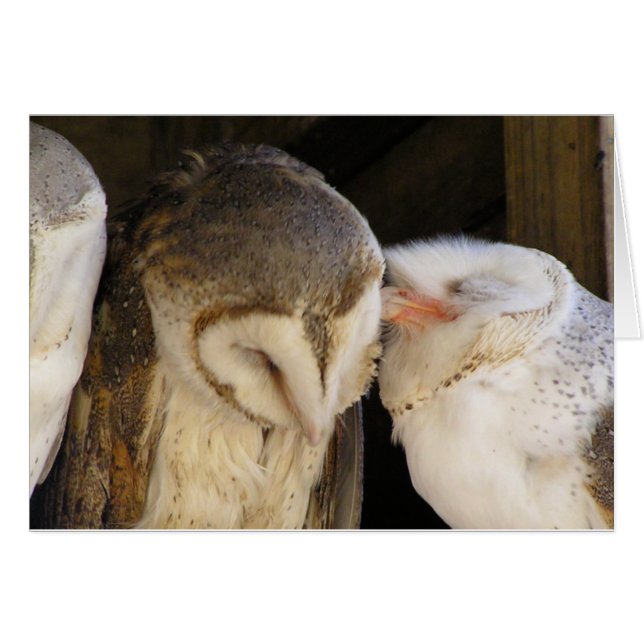 Owl Küsse (Vorderseite (Horizontal))