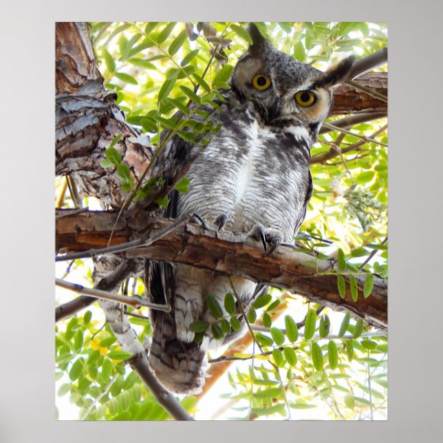 Owl nach unten von Zweig schauend Poster (Vorne)