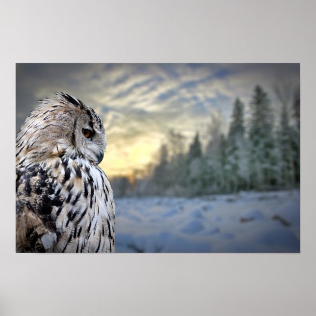 Owl-Portrait über den Winterwaldhintergrund Poster (Vorne)