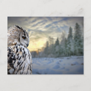 Owl-Portrait über den Winterwaldhintergrund Postkarte
