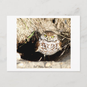 Owl . Postcard Postkarte