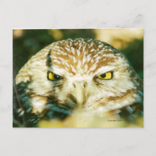 OWL POSTCARD POSTKARTE