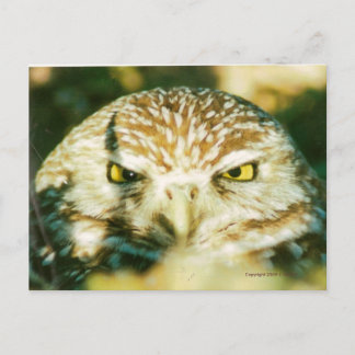 OWL POSTCARD POSTKARTE