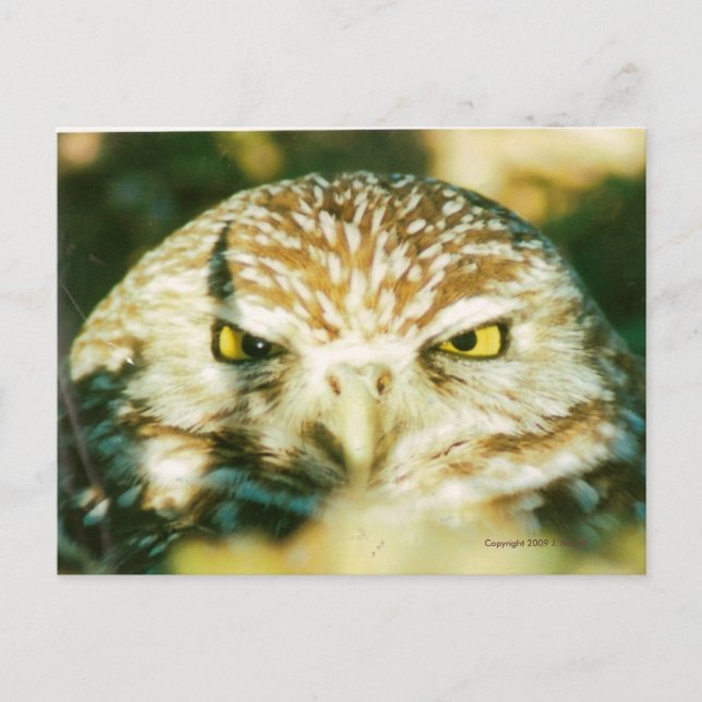 OWL POSTCARD POSTKARTE (Vorderseite)