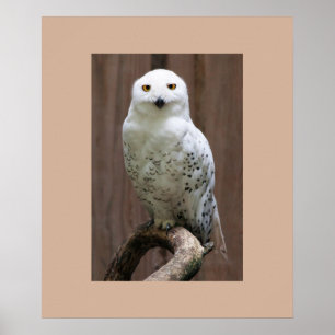 Owl Poster