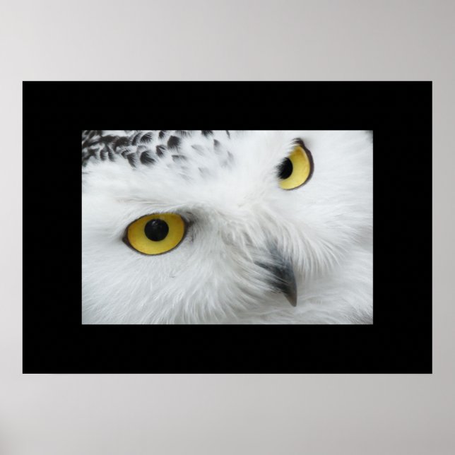 Owl Poster (Vorne)