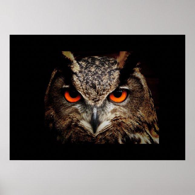Owl Poster (Vorne)