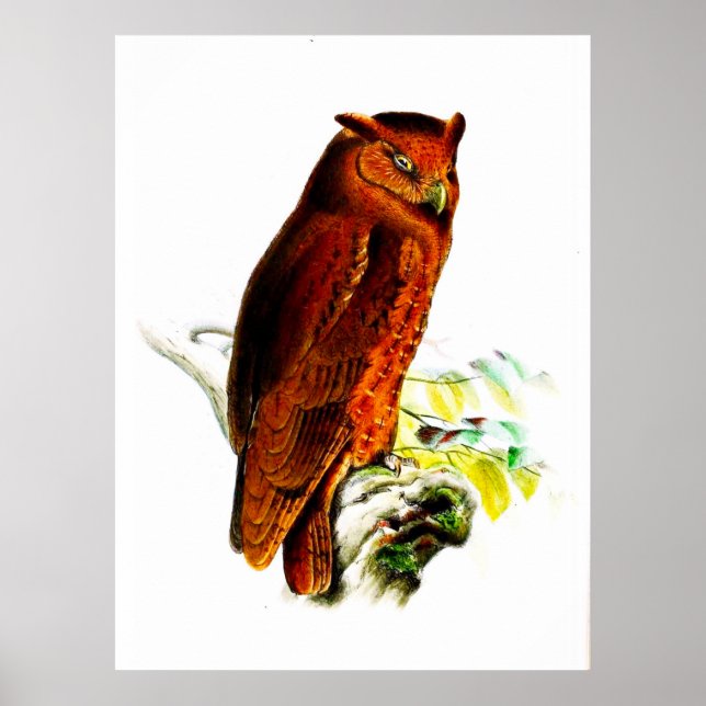 Owl Poster Print (Vorne)