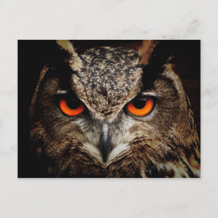 OWL starren Postkarte