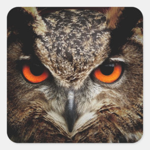 OWL starren Quadratischer Aufkleber