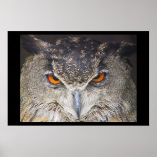 Owl Uil Poster
