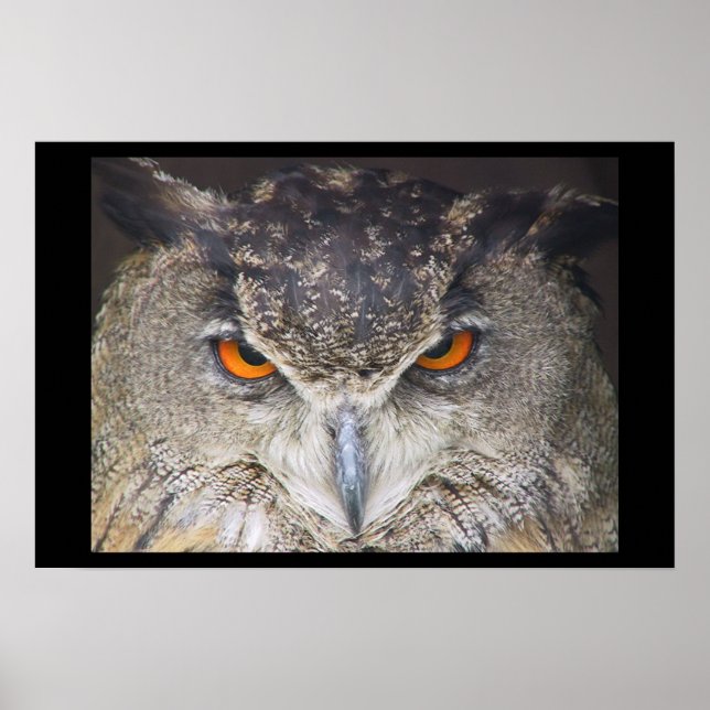 Owl Uil Poster (Vorne)