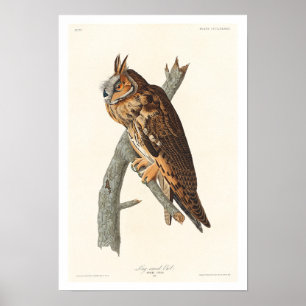 Owl von Audubon Poster