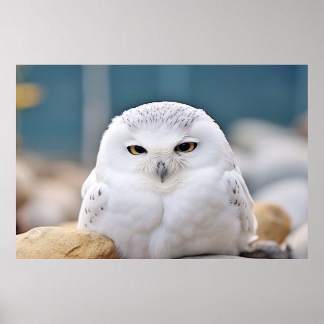 Owl Wild Bird Animal Tranquile Friedlich Poster (Vorne)