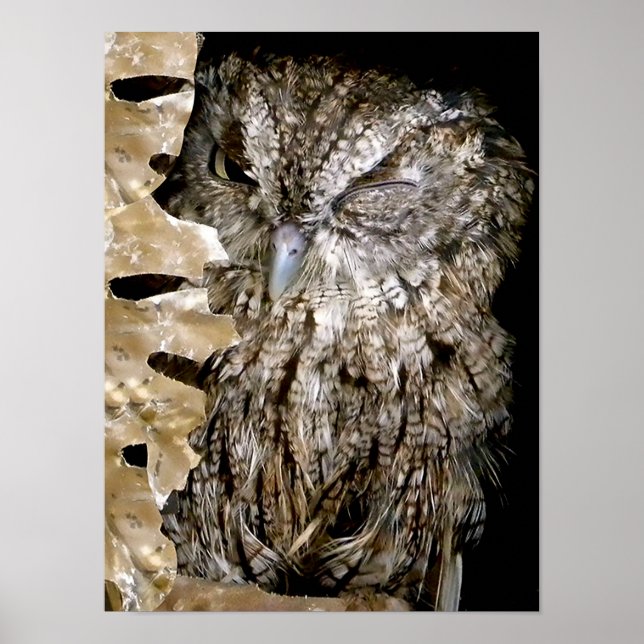 Owl Wink Poster (Vorne)