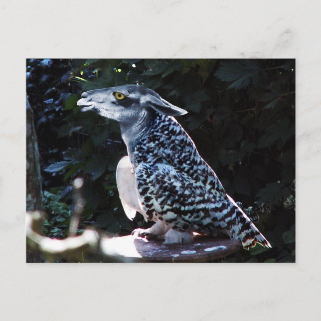 Owlama Postkarte (Vorderseite)