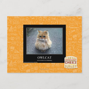 Owlcat Postkarte