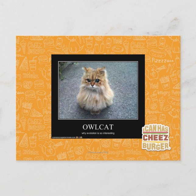 Owlcat Postkarte (Vorderseite)