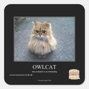 Owlcat Quadratischer Aufkleber