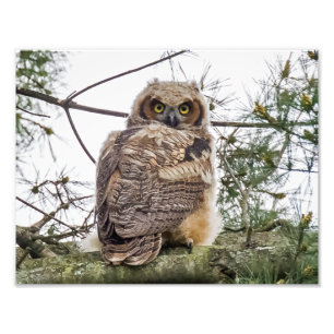 Owlet auf einer Kiefernstrasse Fotodruck