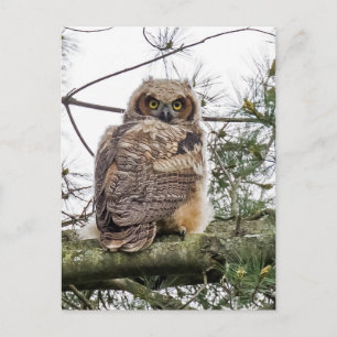 Owlet auf einer Kiefernstrasse Postkarte