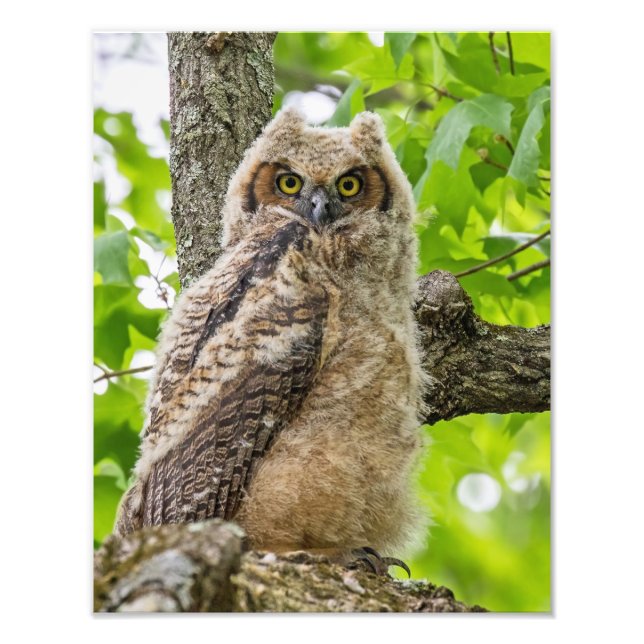 Owlet Fotodruck (Vorne)