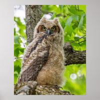 Owlet