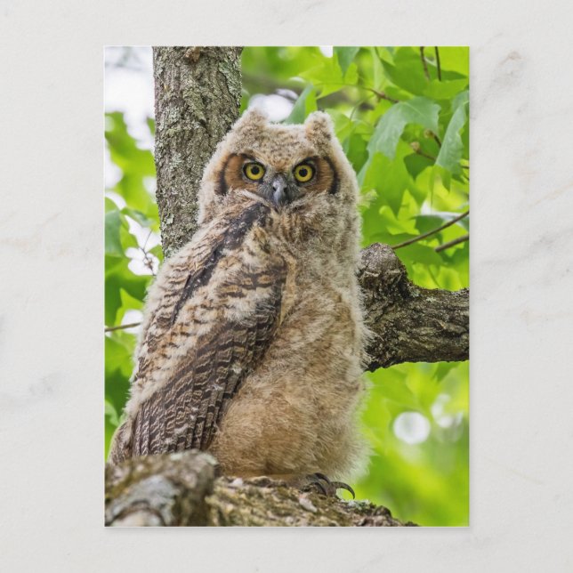 Owlet Postkarte (Vorderseite)