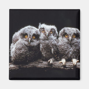 Owlet Trio Magnet