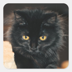 Owlette Quadratischer Aufkleber