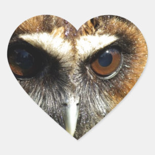 Owls Animal Birds Nature Park Tree Harmony Destiny Herz-Aufkleber