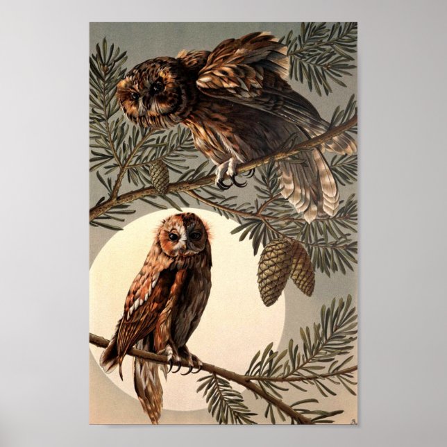 Owls in Moon Light von Anton Seder Poster (Vorne)